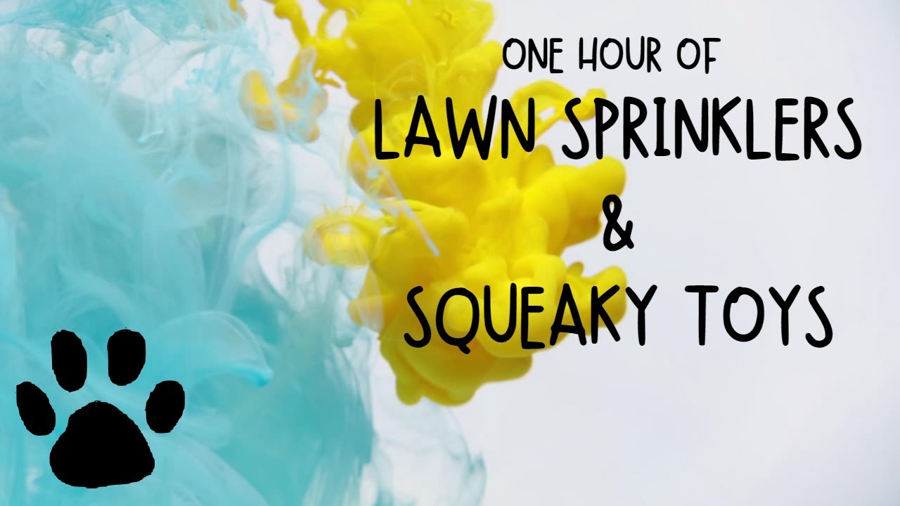 Fun Videos For Dogs To Watch,  Lawn Sprinklers and Squeaky Toys, Dog Entertainment Video