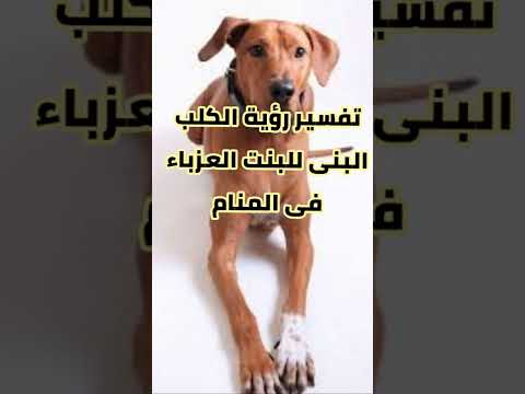 تفسير حلم رؤية الكلب البنى للبنت العزباء في المنام