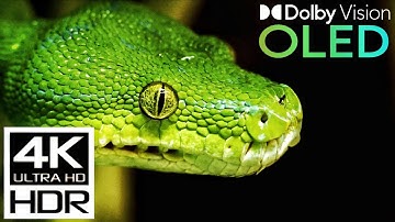 4K Ultra 60FPS Dolby Atmos Version Video  - Animation 4K Wildlife HDR Video with Relaxing Music