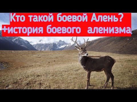 Как определить боевого аленя? И мой личный пример