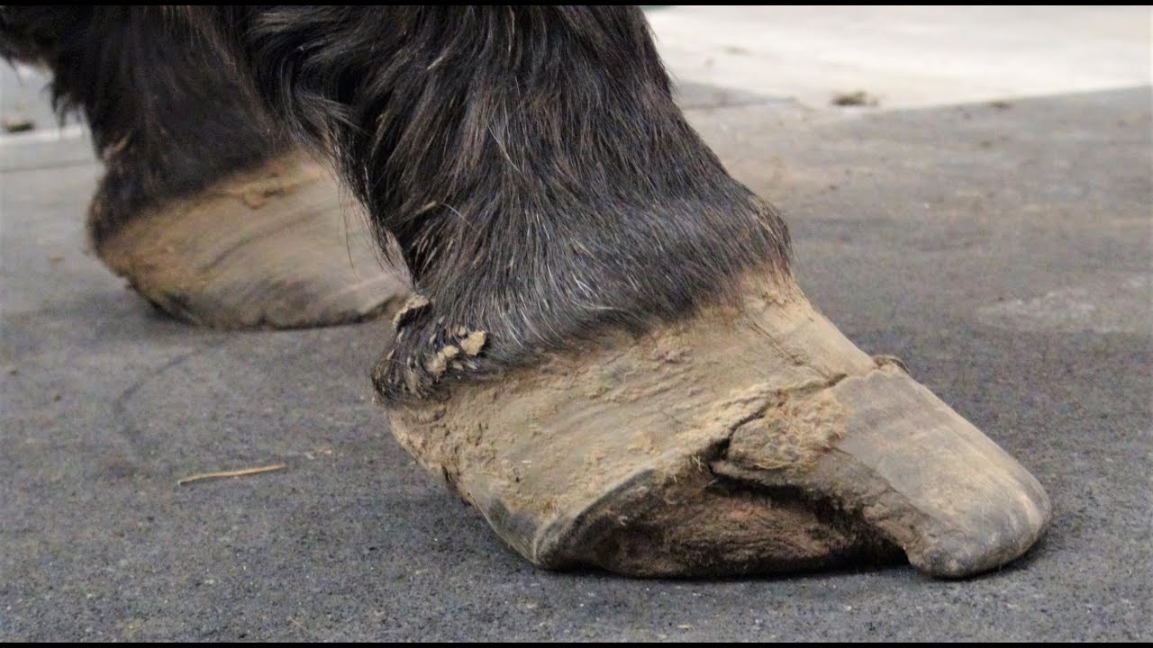 Are Hooves Bad For My Dog
