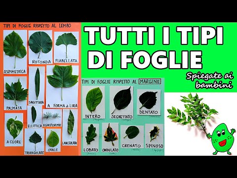 🍁🍀🍃 Tutti i tipi di foglie: botanica per bambini