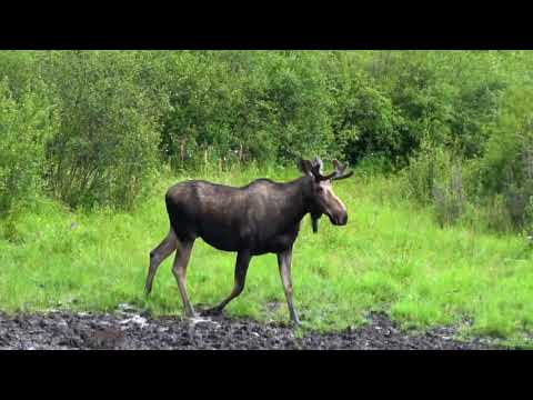 Video: Sokhondinsky přírodní rezervace: klima, flóra a fauna
