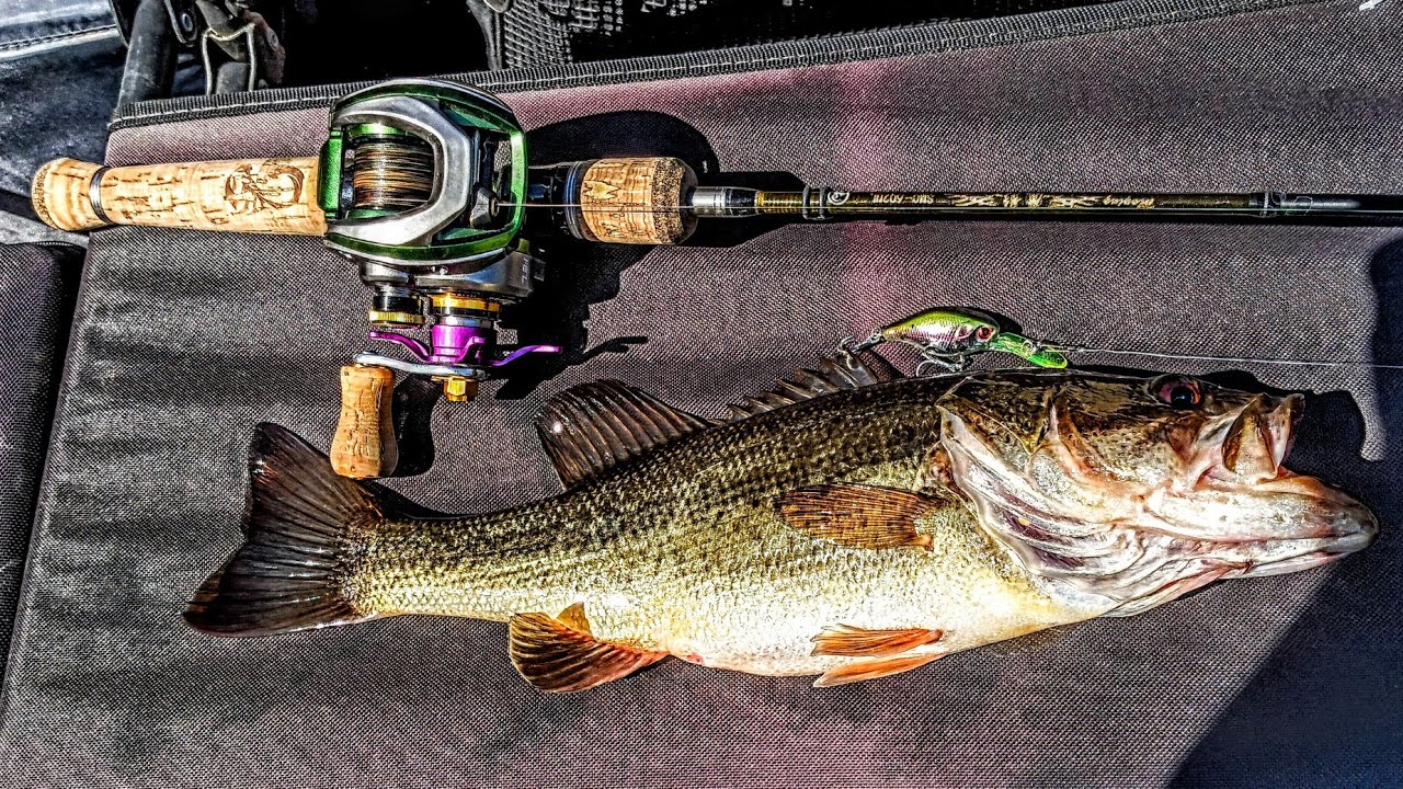 AliExpress Kingdom Deep Diving BFS Crankbait How to True Baits