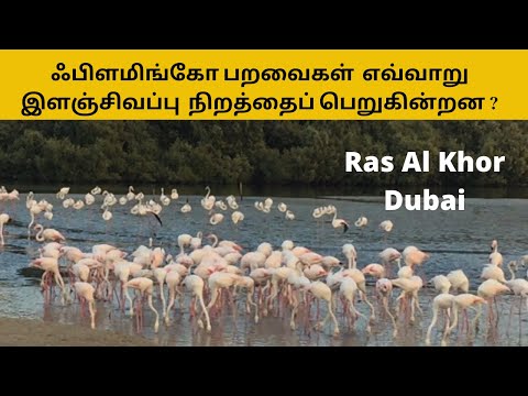 ஃபிளமிங்கோ பறவைகள் எவ்வாறு இளஞ்சிவப்பு நிறத்தைப் பெறுகின்றன ?  Dubai Ras Al Khor Wildlife Sanctuary