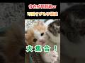 存在が反則級w可愛すぎる子猫達