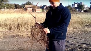 Осенняя посадка саженцев винограда Осенняя посадка саженцев винограда