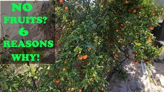 6 Reasons WHY Your Citrus Is NOT Fruiting