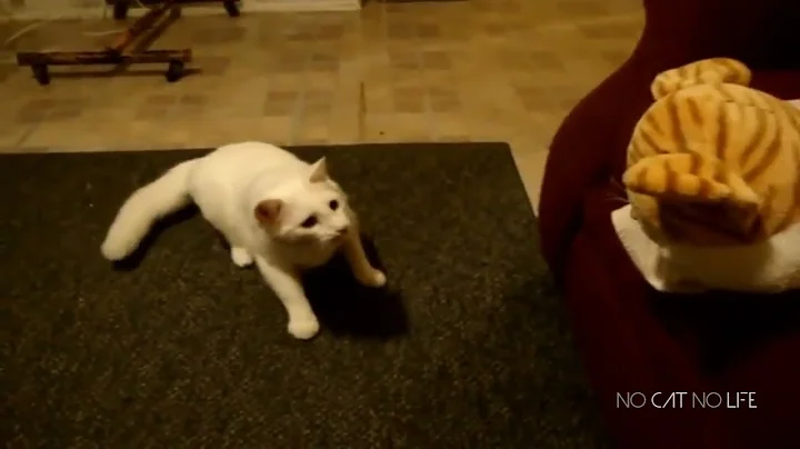 2Scaredy Cats Compilation75463