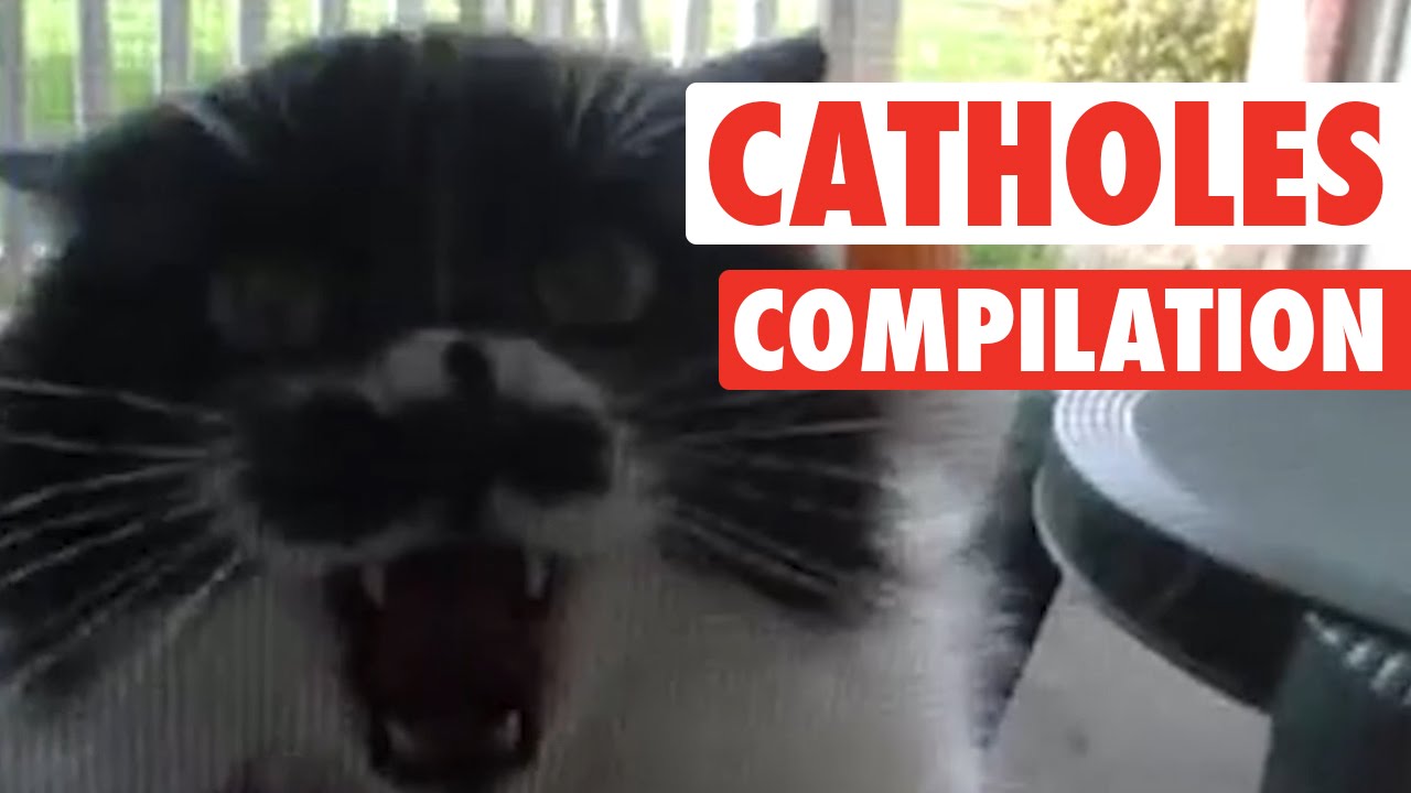 raging animals angry cat gif