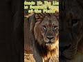 Lion — The Power That Commands the Plains | Deadliest Predators Episode 15