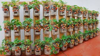 : Turn pallets into extremely productive strawberry gardens. Large, sweet fruits, very good for health