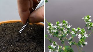 Growing Oregano Time Lapse - Seed To Flower In 70 Days