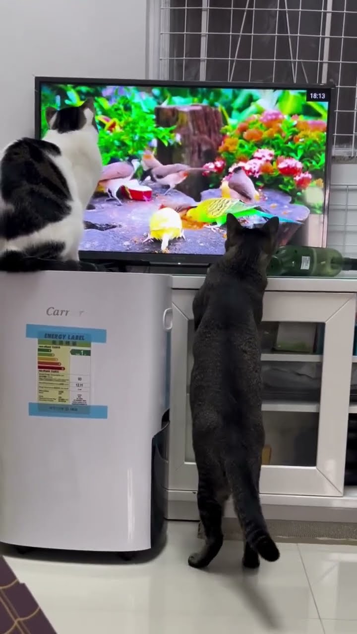 Funny  cats