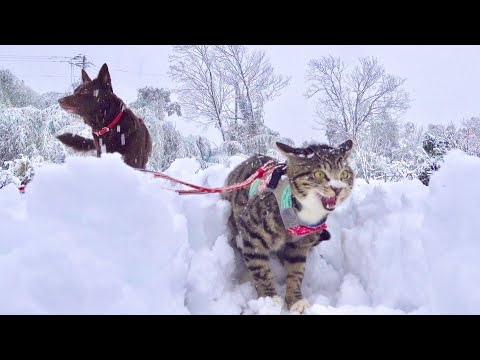今年１番の大雪の中で猫と遊んでみたら。。