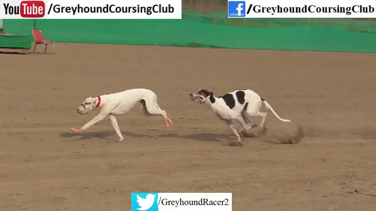The Thrilling World of Dog Racing at 55 Club