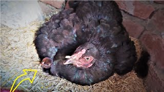 Hen harvesting eggs to chicks || Mother hen protecting new born baby chick ||  Hen hatching chicks