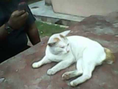 kucing bersihkan bulu kucing bersihkan bulu