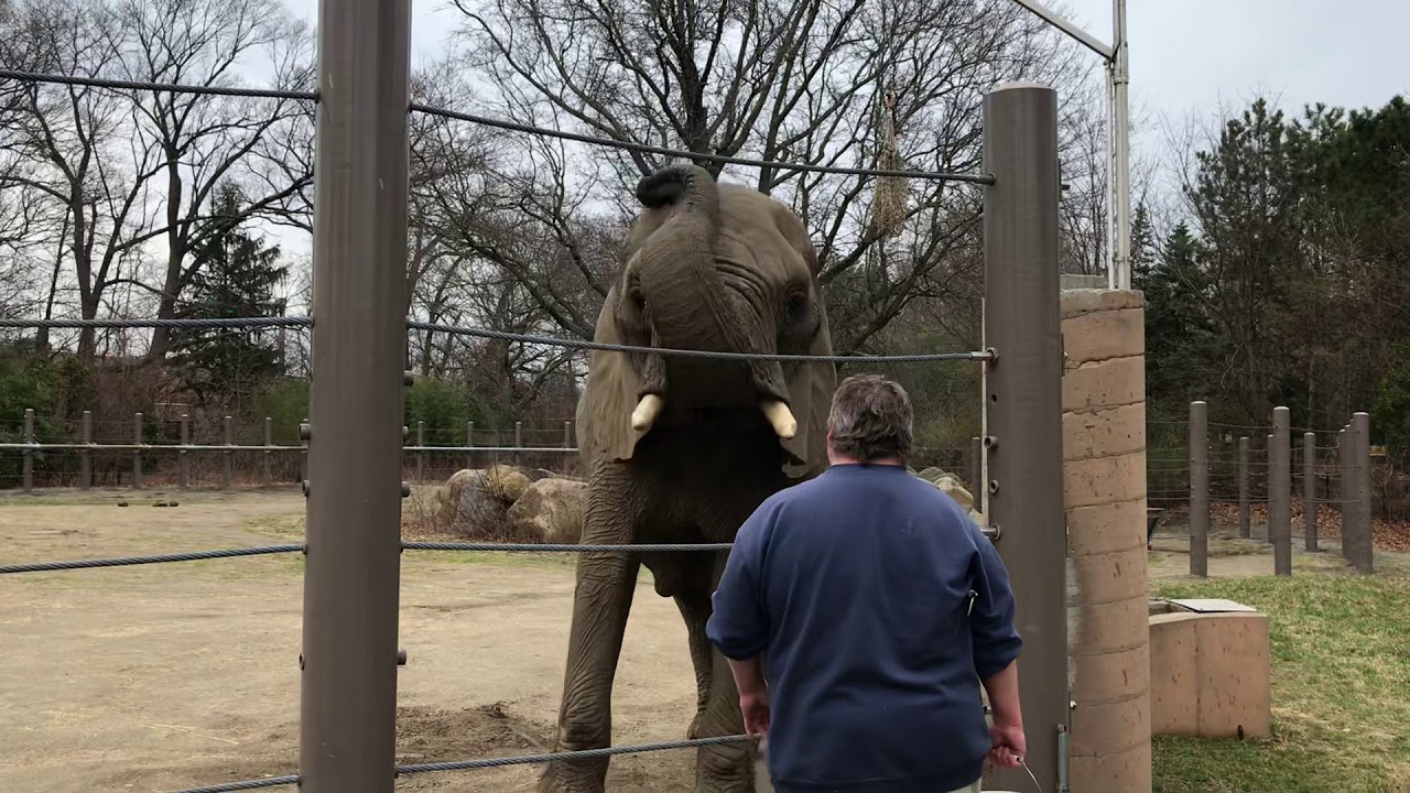 Exercise for Elephants - YouTube