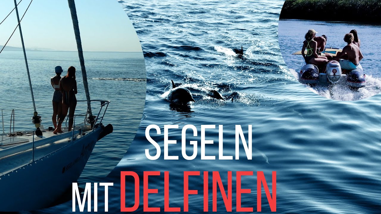 #129 | GIGANTISCHE Delfinschule - Baja California