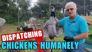 How to Dispatch Chickens Humanely & Efficiently