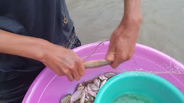 Giăng Lưới Săn Cá Chạch Loài Sâm Đất Qúy Hiếm Mùa Nước Nỗi Ở Miền Tây Ngày Thứ 4 Bội Thu|Bốn mắt TV