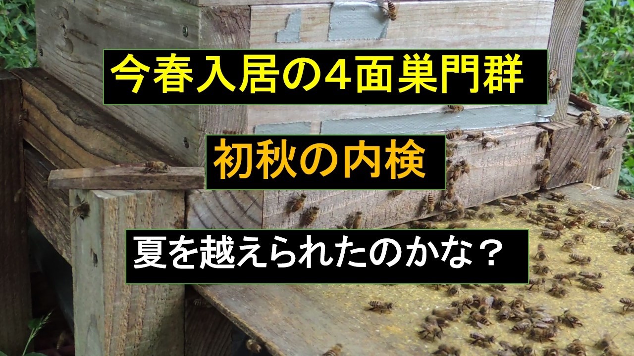 日本蜜蜂 4面巣門巣箱の内検 - YouTube