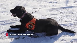 Лохматые спасатели Лохматые спасатели