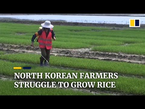 North Korean rice farmers rush to counter food shortages and malnutrition worsened by Covid-19