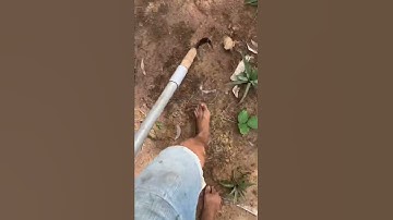 Thọc bắp chuối