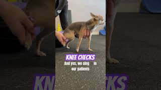 Chihuahua has his knees checked after surgery #caninephysio #dog #caninerehab #activedog #doglover