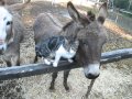 Cat cuddles with donkey - Extremely cute! / Gato buscando caricias a una burra - Muy lindo!