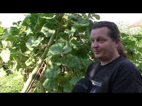 Video: Pestovanie zeleniny v hliníkových plechovkách: Ako zasadiť zeleninovú záhradu v plechovke
