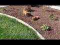 Three golden retriever