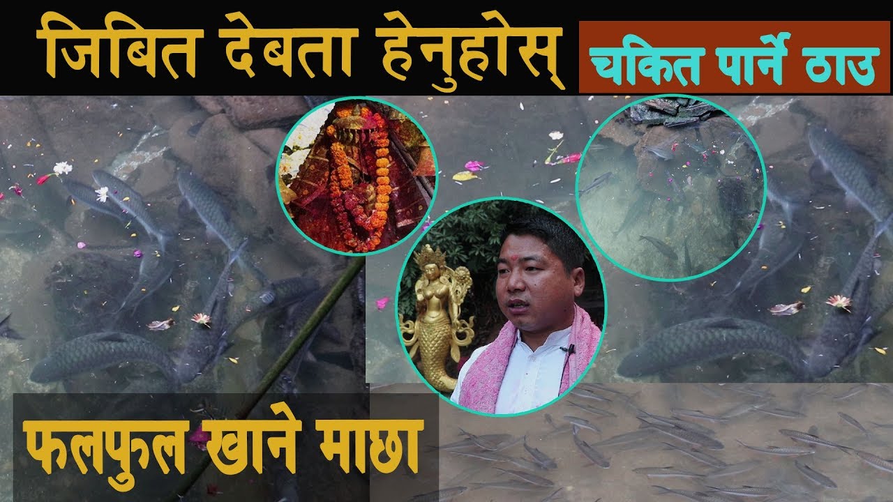 छाब्दी बाराहिको जिबित देवता हेर्नुहोस्, माछाको पेटबाट निस्किए देबी।Chabdi Barahi