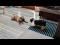 Mr.Candy meets his buddy Jersey (Pug) ..