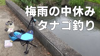 梅雨の中休み？その隙にタナゴ釣り 【夏のタナゴ釣り】Japanese tiny fish (bitterling) fishing in the summer of 2020.