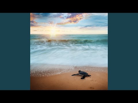 Baby Turtles Song