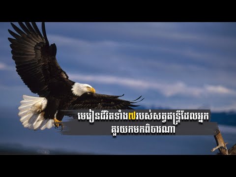 មេរៀនជីវិតទាំង ៧របស់សត្វឥន្ទ្រីដែលអ្នកគួរយកមកពិចារណា