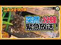 緊急放送【7年連続入居！】分蜂群がキンリョウヘンに群がった時の正しい対処法