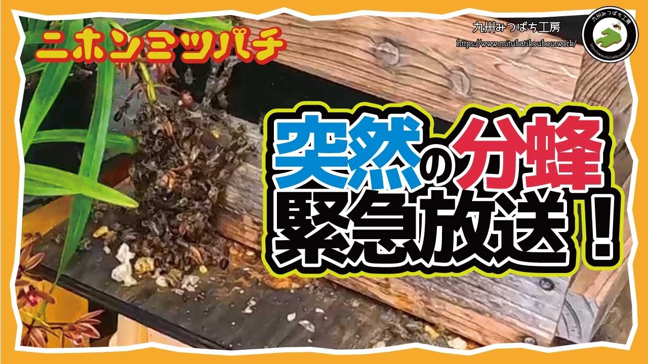 緊急放送【7年連続入居！】分蜂群がキンリョウヘンに群がった時の正しい対処法