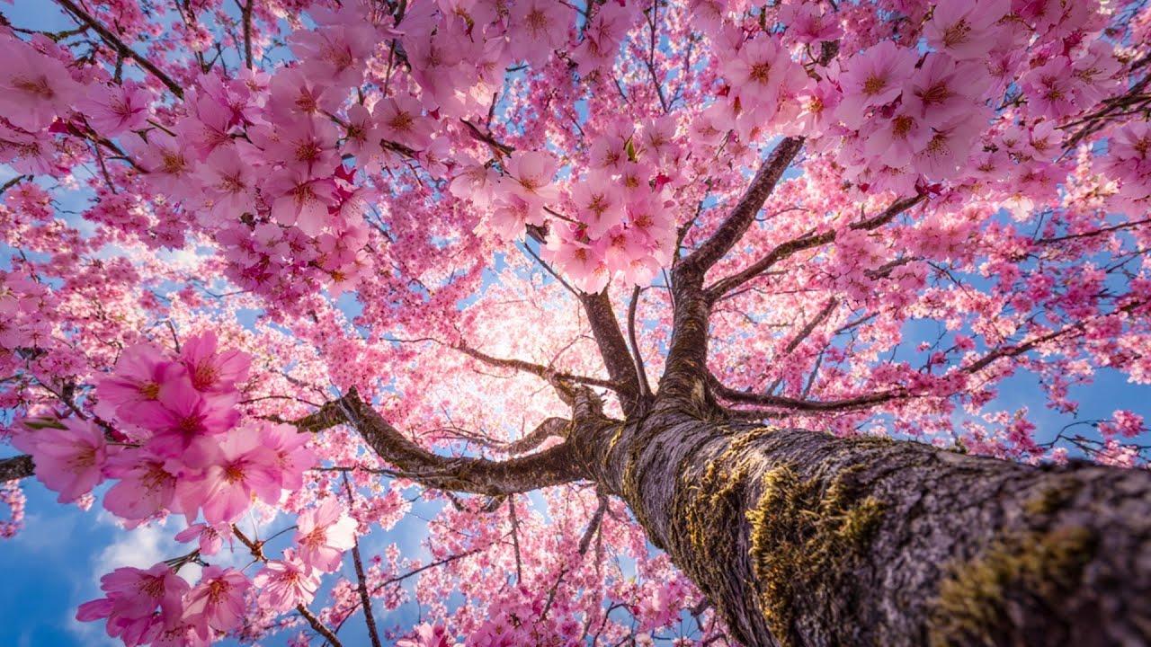 Музыка для души Сергея Грищука – самая красивая мелодия, трогающая до слёз