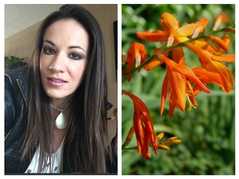 Video: ¿Qué cultivar con montbretia?