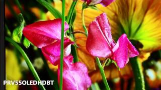 PRV OLED
