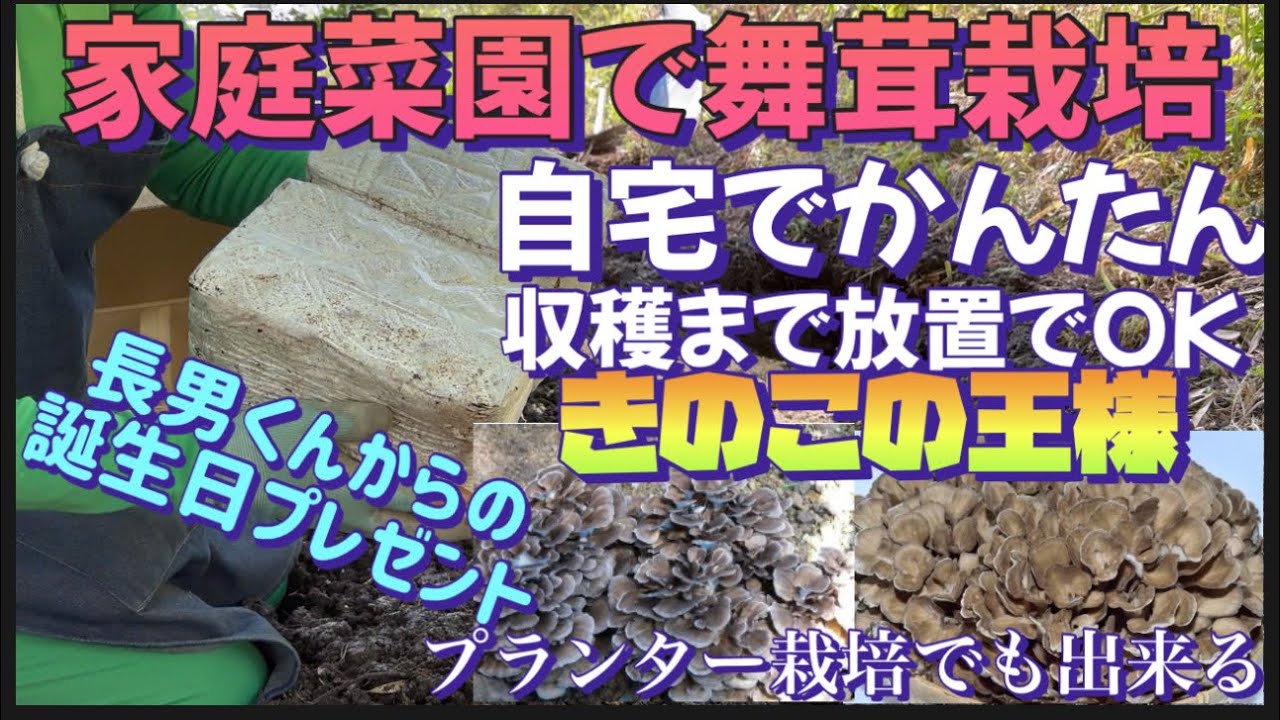 【楽しい家庭菜園】天然はキロ10,000円以上！きのこの王様！目指せ栽培した舞茸を採って舞い上がろう！