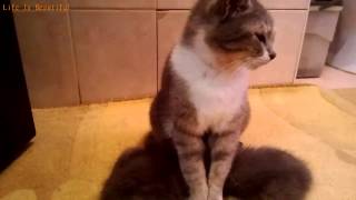 Кошка кормит котят | Cat feeding her kittens Кошка кормит котят | Cat feeding her kittens