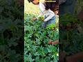 भिंडी की तुड़ाई बहुत मुश्किल से होती है ।। bhindi ki kheti #farming #ganvkilifestyle #agriculture
