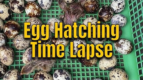 Egg Hatching TIME LAPSE | Quail Egg Hatching AMAZING!!!