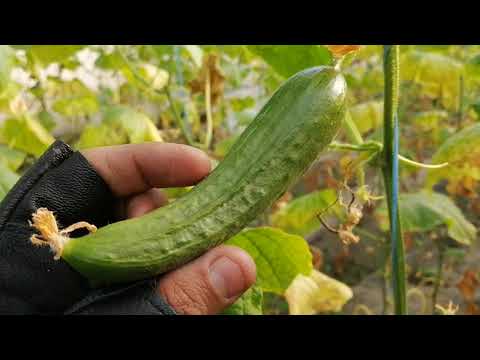 Video: Iyun Oyida Bodringni Qanday Boqish Kerak? Oyning Boshida, O'rtasida Va Oxirida Xalq Davolanish Usullari Va Rekord Hosilga Tayyorgarlik