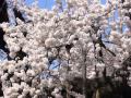 水木ゆうこ&サウザンドリバー「咲いた桜」